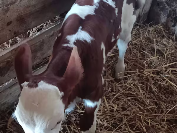Toro, Simmental cattle