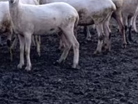 Qoʻy, Tsigai sheep — 5-rasm