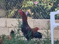 Chickens — الصورة 4