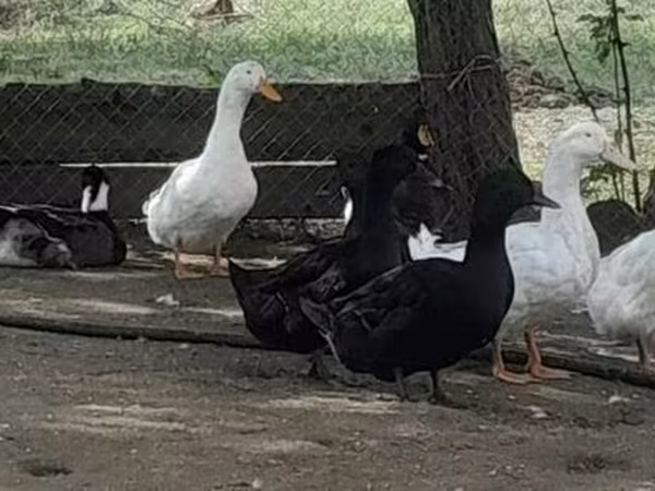 Ducks