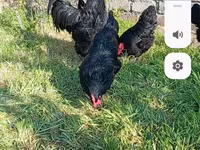 Gallo de pelea de fosa australiano — foto 1