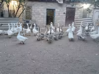 Geese — फ़ोटो 3