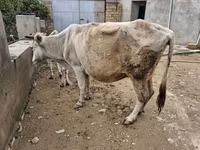 Vaca, Ganado vacuno — foto 5