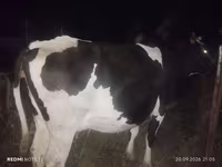 Kuh, Holstein-Rasse — Foto 2