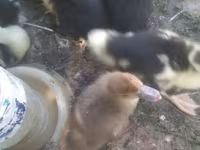 Ducks — फ़ोटो 8