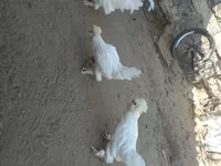 Sultan — Foto 2
