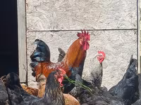 Chickens — الصورة 3
