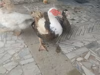Ducks — Foto 4