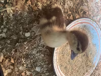 Ducks — फ़ोटो 3