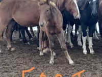 Stute, Horse breed — Foto 1