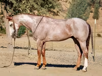 Caballo, National Show Horse — foto 3