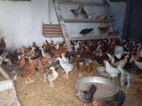 Chickens — फ़ोटो 2
