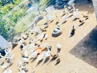 Ducks — الصورة 1