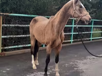 Stute, Akhal-Teke — Foto 4