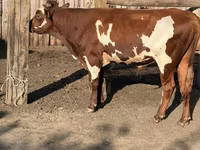 Bulle, Swiss cattle — Foto 6