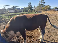 Vaca, Vaca kazaja de cabeza blanca — foto 6