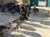 برونز — الصورة 1