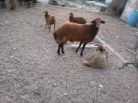 Ram, Sheep — photo 5