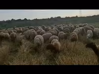 Вівця, Вівці — фото 3