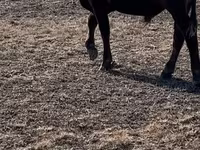 Toro, Vaca kazaja de cabeza blanca — foto 7