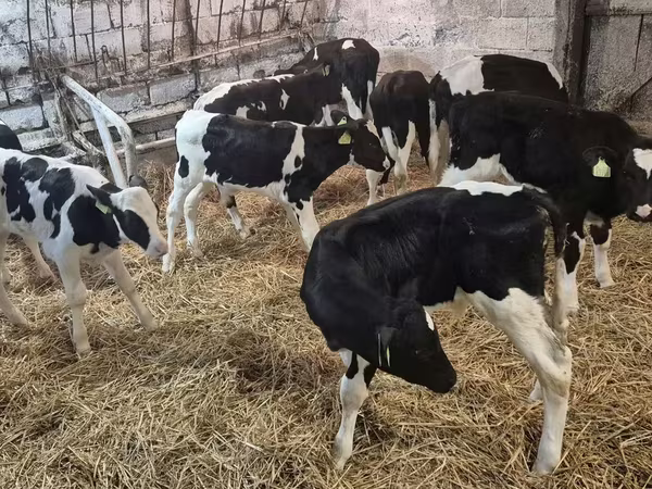 Bulle, Simmental cattle