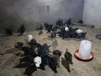 Turkeys — foto 4