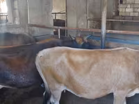Vaca, Ganado vacuno — foto 5