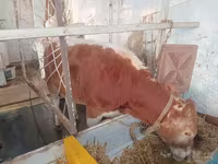 公牛, Cattle — 照片 8