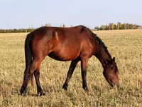 Caballos (lote, sexo no especificado), Horse breed — foto 4