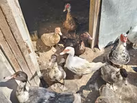Ducks — 2-rasm