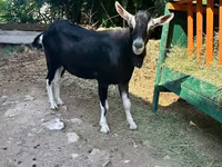 Теке, Alpine goat — 1-сурет