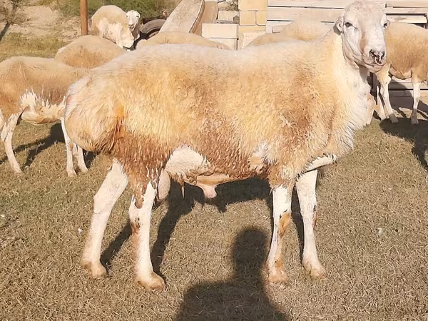 Bulle, Russian Black pied cattle