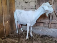 Ziege, Saanen goat — Foto 2