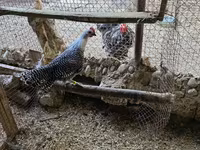 Chickens — Foto 3