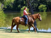 حصان, Quarter Horse — الصورة 8