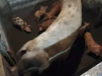 Cerdos (lote, sexo no especificado), Дюрок — foto 2