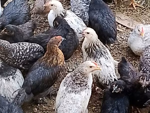 Chickens