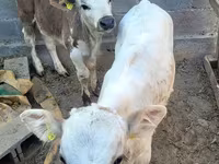Bulle, Swiss cattle — Foto 6
