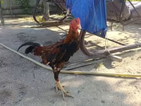 Chickens — 4-сурет