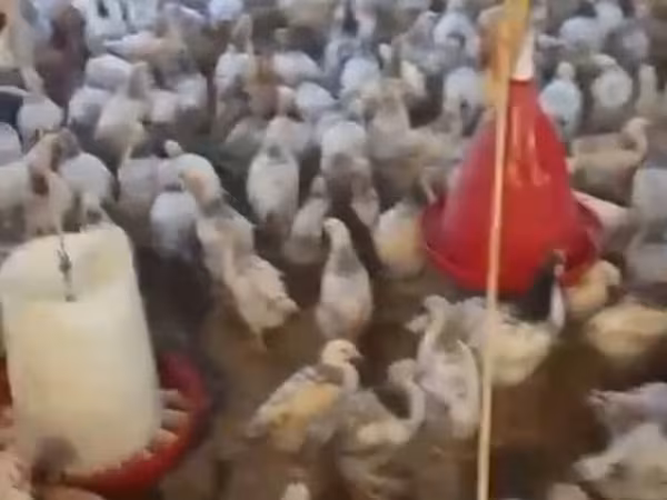 Chickens