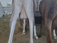 Ziege, Nubian Goat — Foto 4