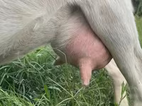 Ешкі, Saanen goat — 2-сурет