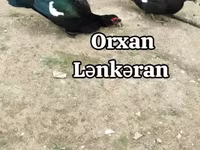 Ducks — Foto 1
