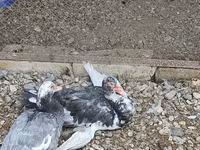 Chickens — 5-rasm