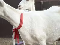 Ziege, Saanen goat — Foto 2