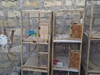 Quş qəfəsləri – çoxbölməli taxta-karkaslı konstruksiyalar • Material — foto 1