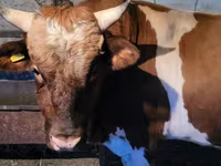 Buğa, Swiss cattle — foto 3
