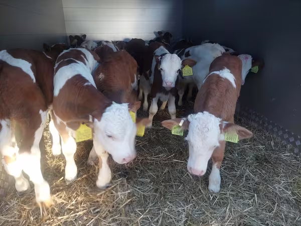Toro, Simmental cattle
