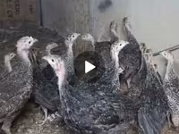 Guinea fowl — 1-rasm