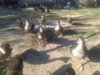 Ducks — फ़ोटो 4